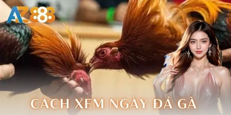 Cách xem ngày đá gà chuẩn để chiến kê thắng lớn