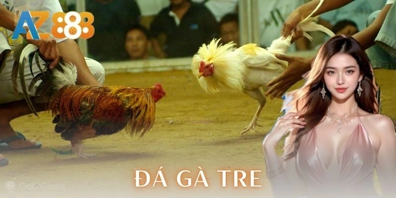 Đá gà tre - Chiến thuật và mẹo cược đỉnh cao cho anh em 1 Đặc điểm nhận biết gà tre mạnh