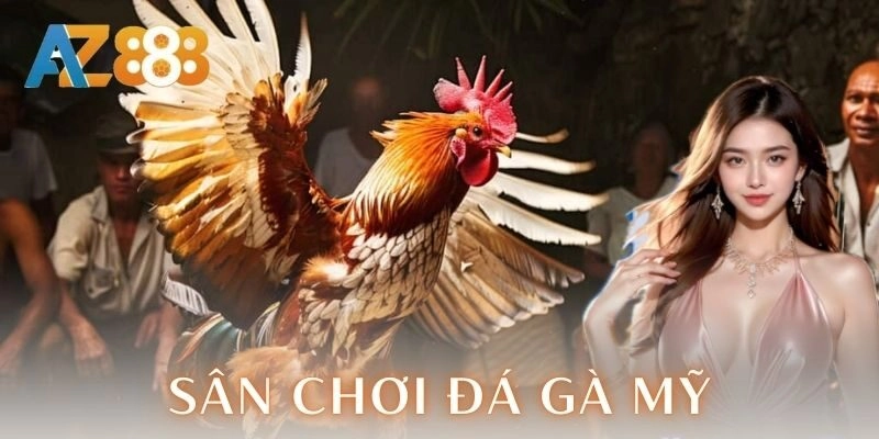 Sân chơi đá gà Mỹ - Trải nghiệm cược đỉnh cao kịch trần 1 Giới thiệu về sân chơi đá gà Mỹ
