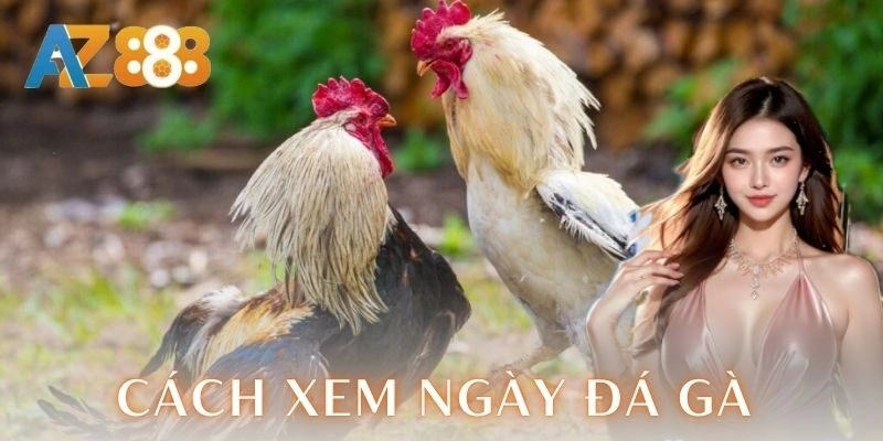  Lưu ý khi áp dụng cách xem ngày đá gà
